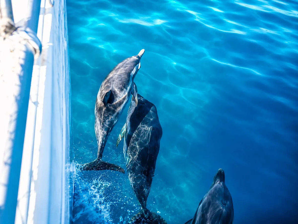 Dolphins swimming alongside the boat